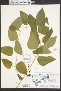 Smilax herbacea var. pulverulenta image