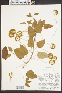 Smilax herbacea image