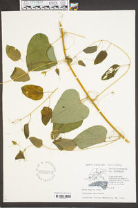 Smilax herbacea var. herbacea image