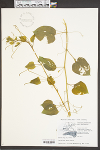 Smilax herbacea var. herbacea image