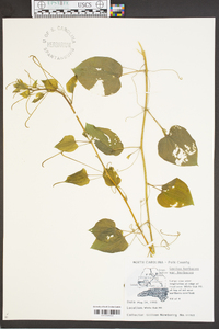 Smilax herbacea image