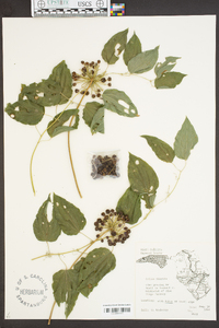 Smilax tamnoides image