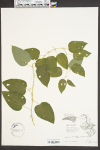 Smilax tamnoides image