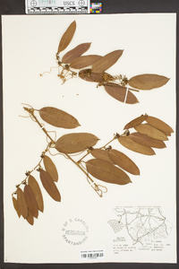 Smilax laurifolia image