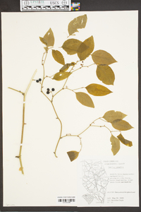 Smilax smallii image