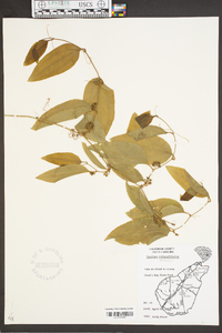 Smilax smallii image