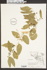 Smilax smallii image