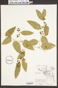 Smilax smallii image