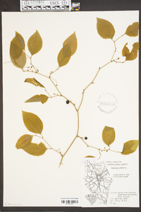 Smilax smallii image
