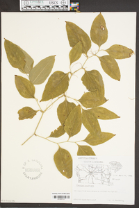 Smilax walteri image