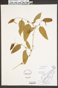 Smilax walteri image