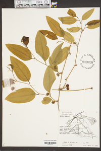 Smilax walteri image