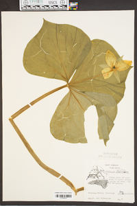 Trillium erectum image