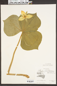 Trillium erectum image