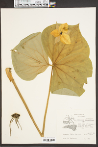 Trillium erectum image