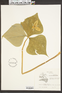 Trillium erectum image