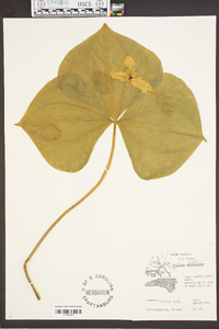 Trillium erectum image