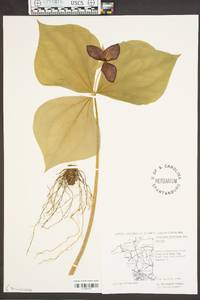 Trillium erectum var. vaseyi image