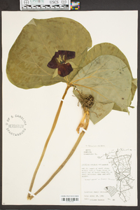 Trillium erectum image