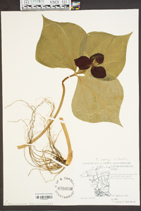 Trillium erectum image