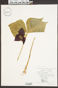 Trillium erectum var. vaseyi image