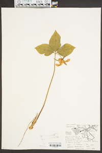 Trillium catesbaei image