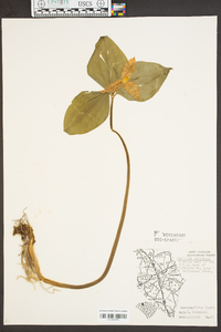 Trillium catesbaei image