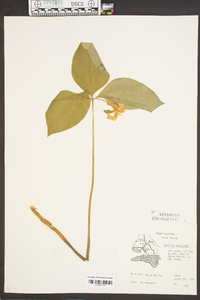 Trillium catesbaei image