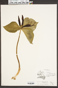 Trillium cuneatum image