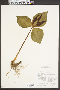 Trillium cuneatum image