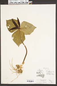 Trillium cuneatum image