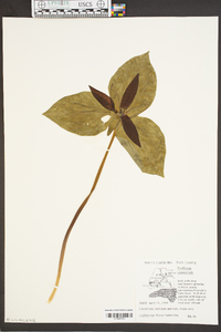 Trillium cuneatum image