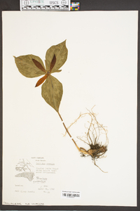 Trillium cuneatum image