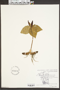 Trillium cuneatum image