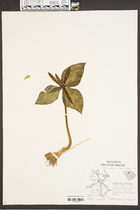 Trillium cuneatum image