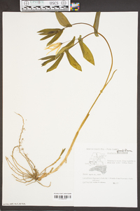 Uvularia grandiflora image