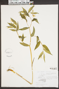 Prosartes lanuginosa image