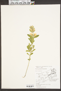 Dyschoriste oblongifolia image