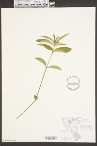 Ruellia caroliniensis image