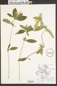 Ruellia caroliniensis image