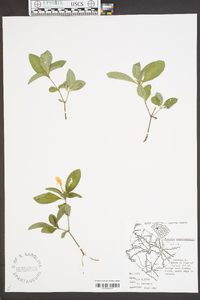 Ruellia caroliniensis image