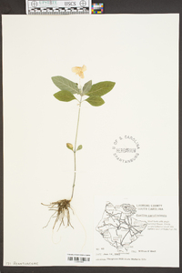 Ruellia caroliniensis image