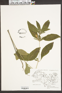 Ruellia caroliniensis image