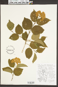 Viburnum dentatum var. lucidum image
