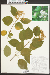 Viburnum dentatum var. lucidum image