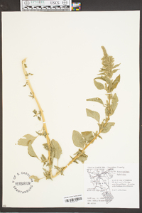 Amaranthus hybridus image