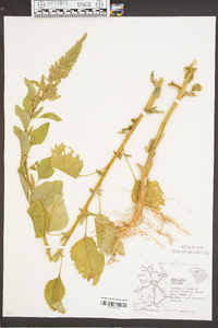 Amaranthus hybridus image