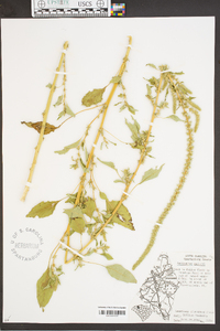 Amaranthus palmeri image