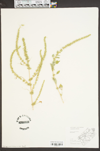 Amaranthus spinosus image