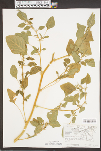 Amaranthus spinosus image